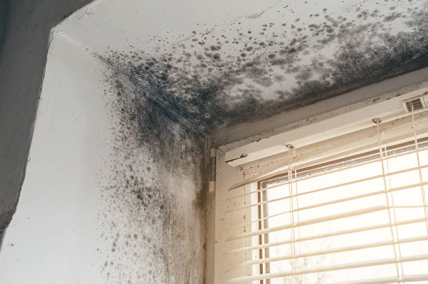 Affordable Attic Mold Removal solutions in La Salle, CO